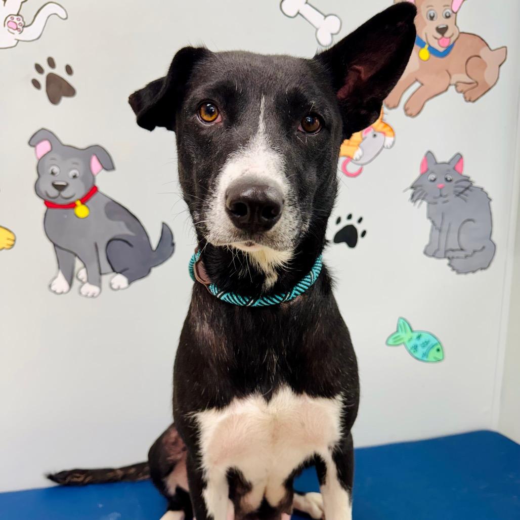 Paisley, Adoptable, Adult Female Border Collie & Labrador Retriever.