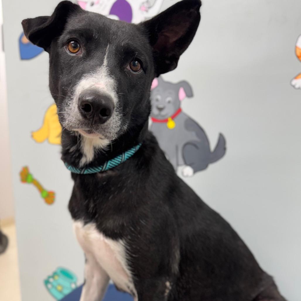 Enlarge Paisley, a Adoptable mixed breed in Lebanon, MO image 2/4