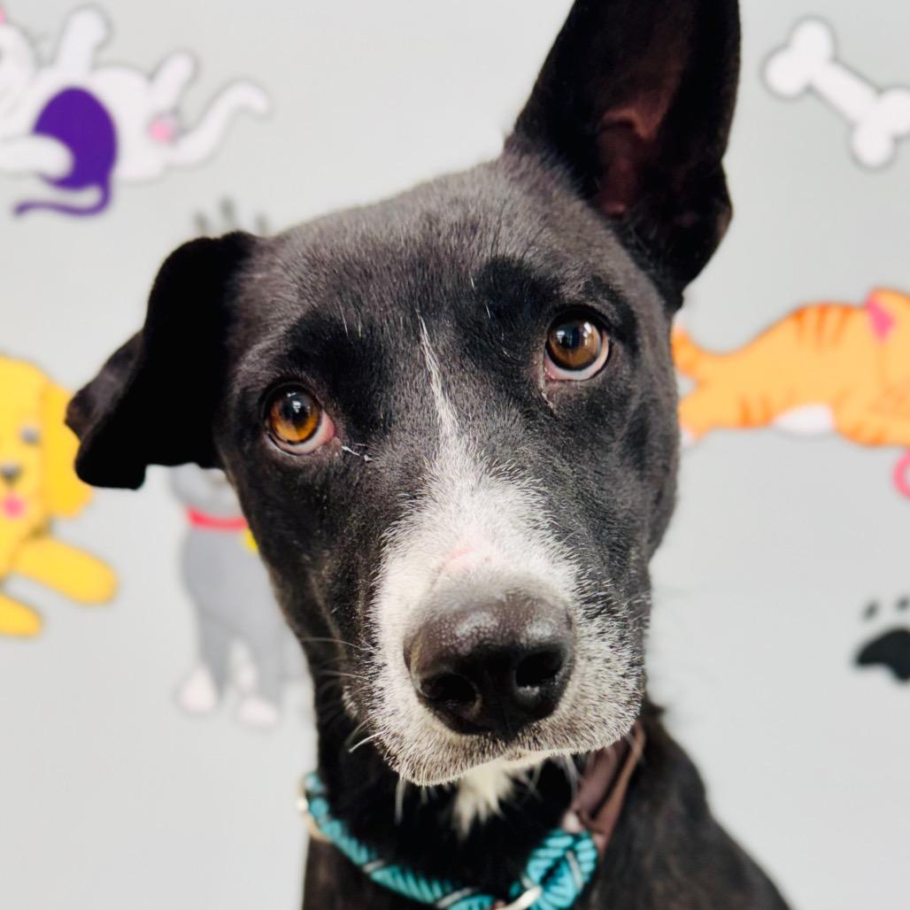 Enlarge Paisley, a Adoptable mixed breed in Lebanon, MO image 3/4