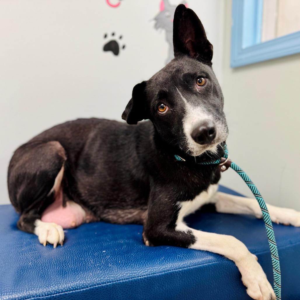 Enlarge Paisley, a Adoptable mixed breed in Lebanon, MO image 4/4