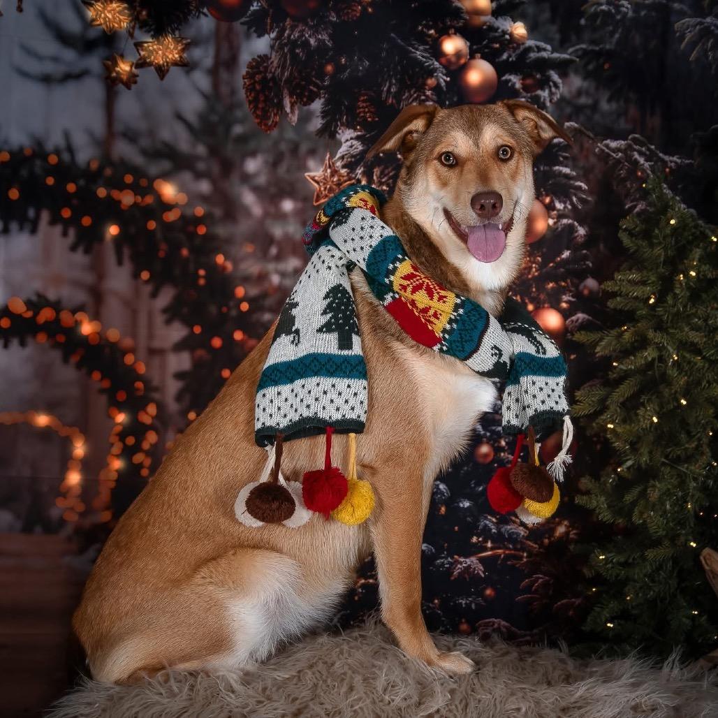 Enlarge Dot Hudson, a Adoptable Retriever in Allen, TX image 1/6
