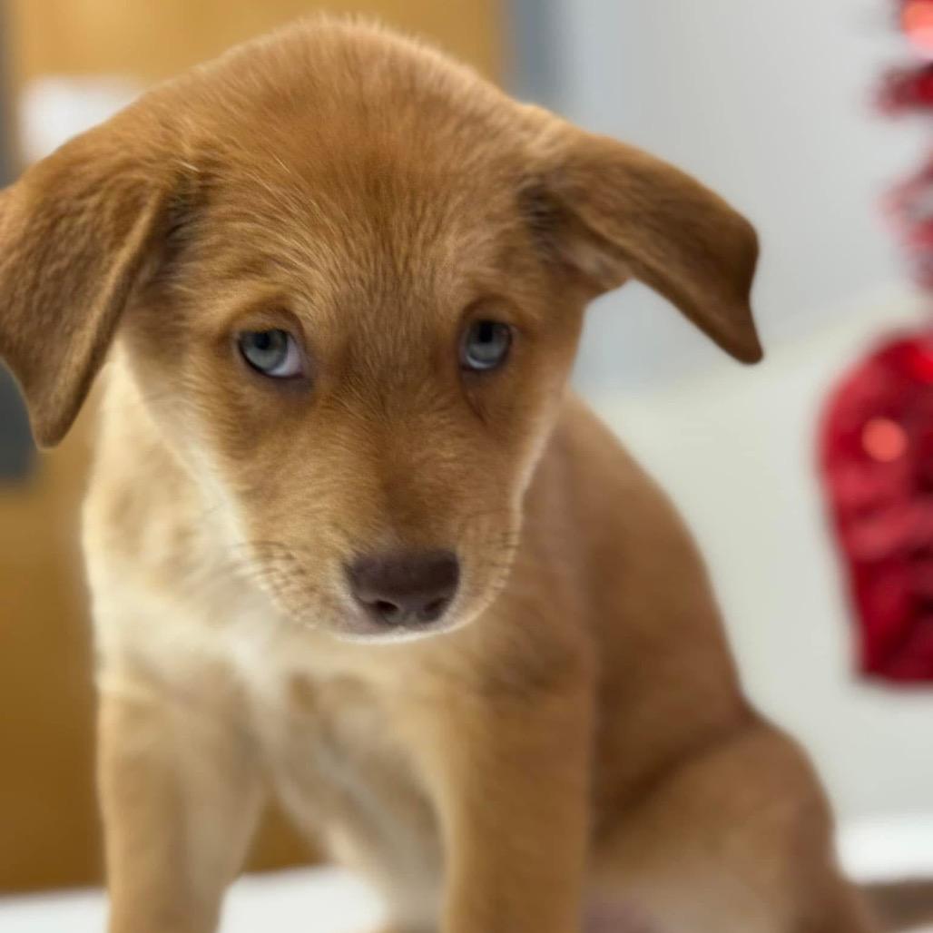 Enlarge Dot Hudson, a Adoptable Retriever in Allen, TX image 2/6