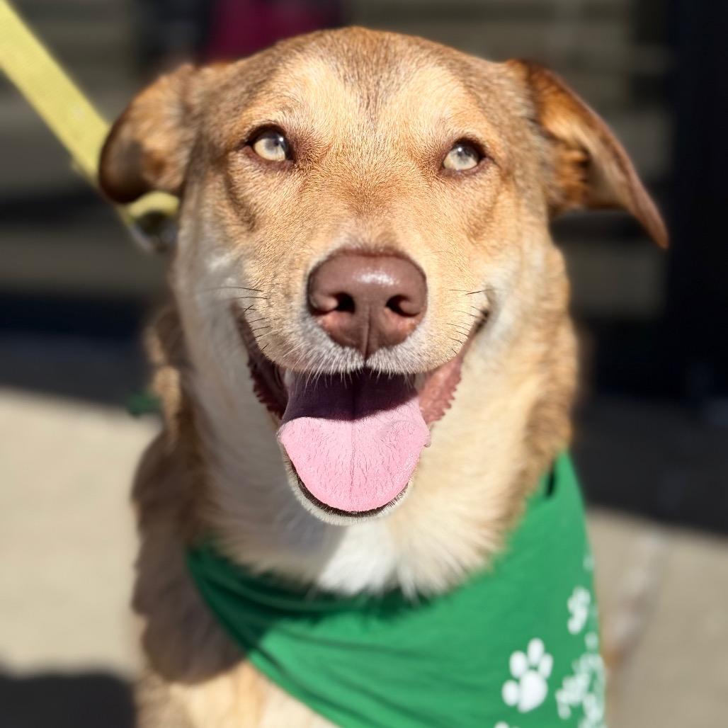 Dot Hudson, Adoptable, Young Female Retriever.