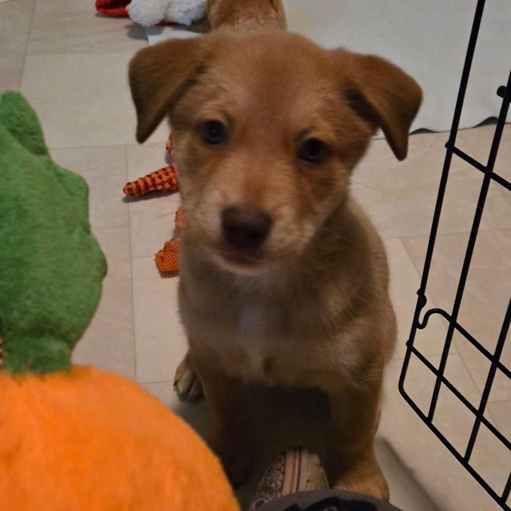 Dot Hudson, Adoptable, Young Female Retriever.