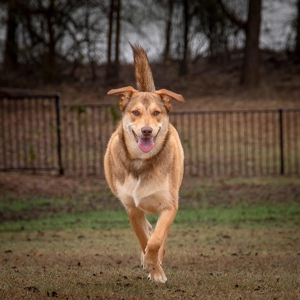 Enlarge Dot Hudson, a Adoptable Retriever in Allen, TX image 2/6