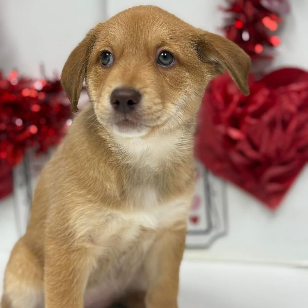 Enlarge Dot Hudson, a Adoptable Retriever in Allen, TX image 4/6