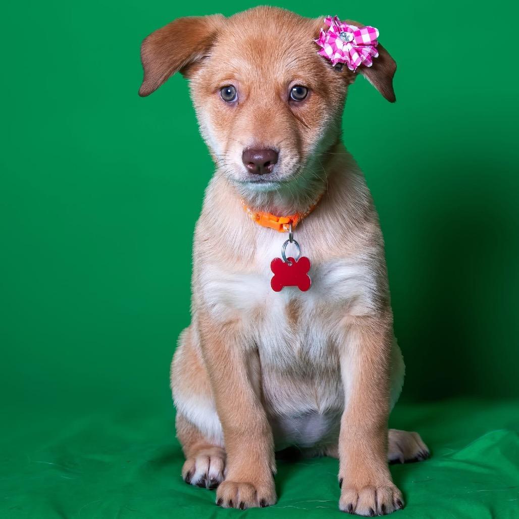 Enlarge Dot Hudson, a Adoptable Retriever in Allen, TX image 3/6