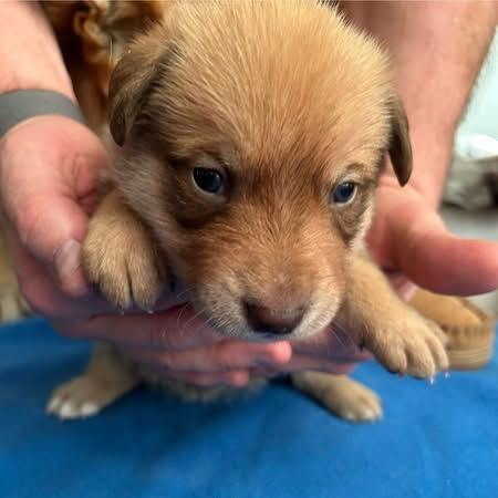 Enlarge Dot Hudson, a Adoptable Retriever in Allen, TX image 5/6