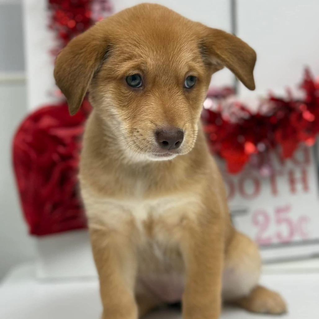 Enlarge Dot Hudson, a Adoptable Retriever in Allen, TX image 4/6