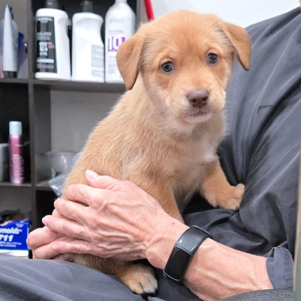 Enlarge Dot Hudson, a Adoptable Retriever in Allen, TX image 6/6