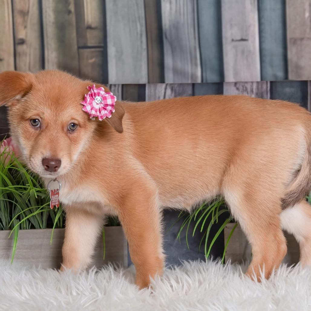 Enlarge Dot Hudson, a Adoptable Retriever in Allen, TX image 6/6