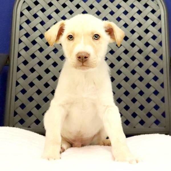 Jack, Adoptable, Puppy Male Labrador Retriever.