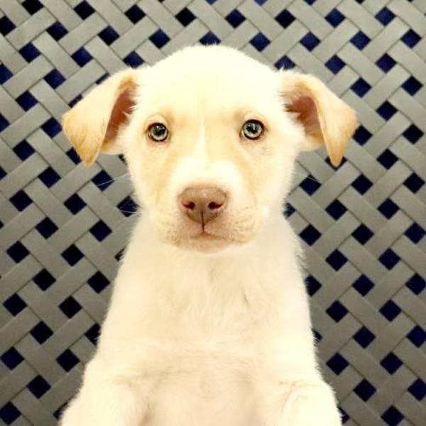Enlarge Jack, a Adoptable mixed breed in Midland, TX image 2/2