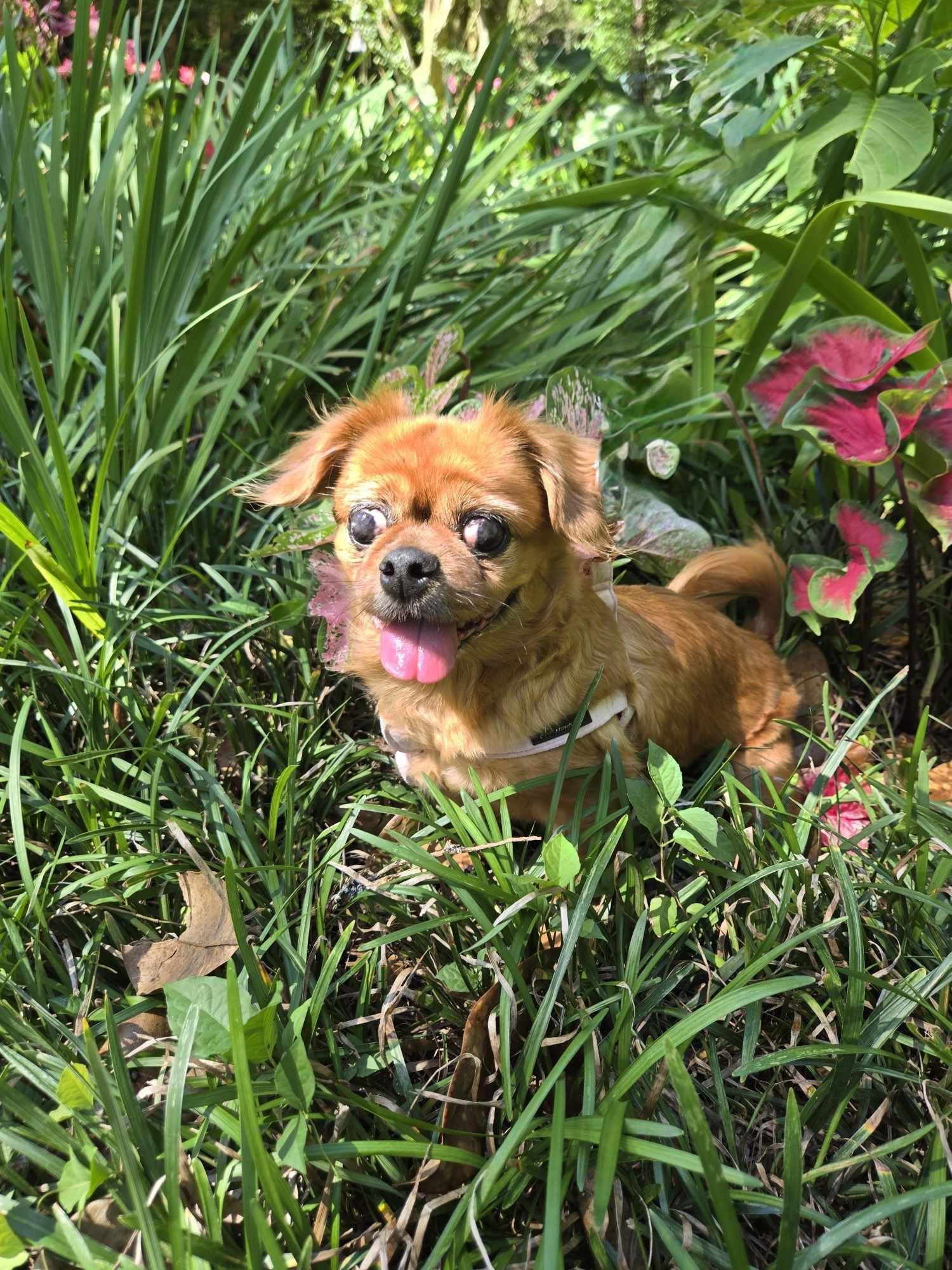 Archie, an adoptable Pekingese in Cape Coral, FL, 33914 | Photo Image 1