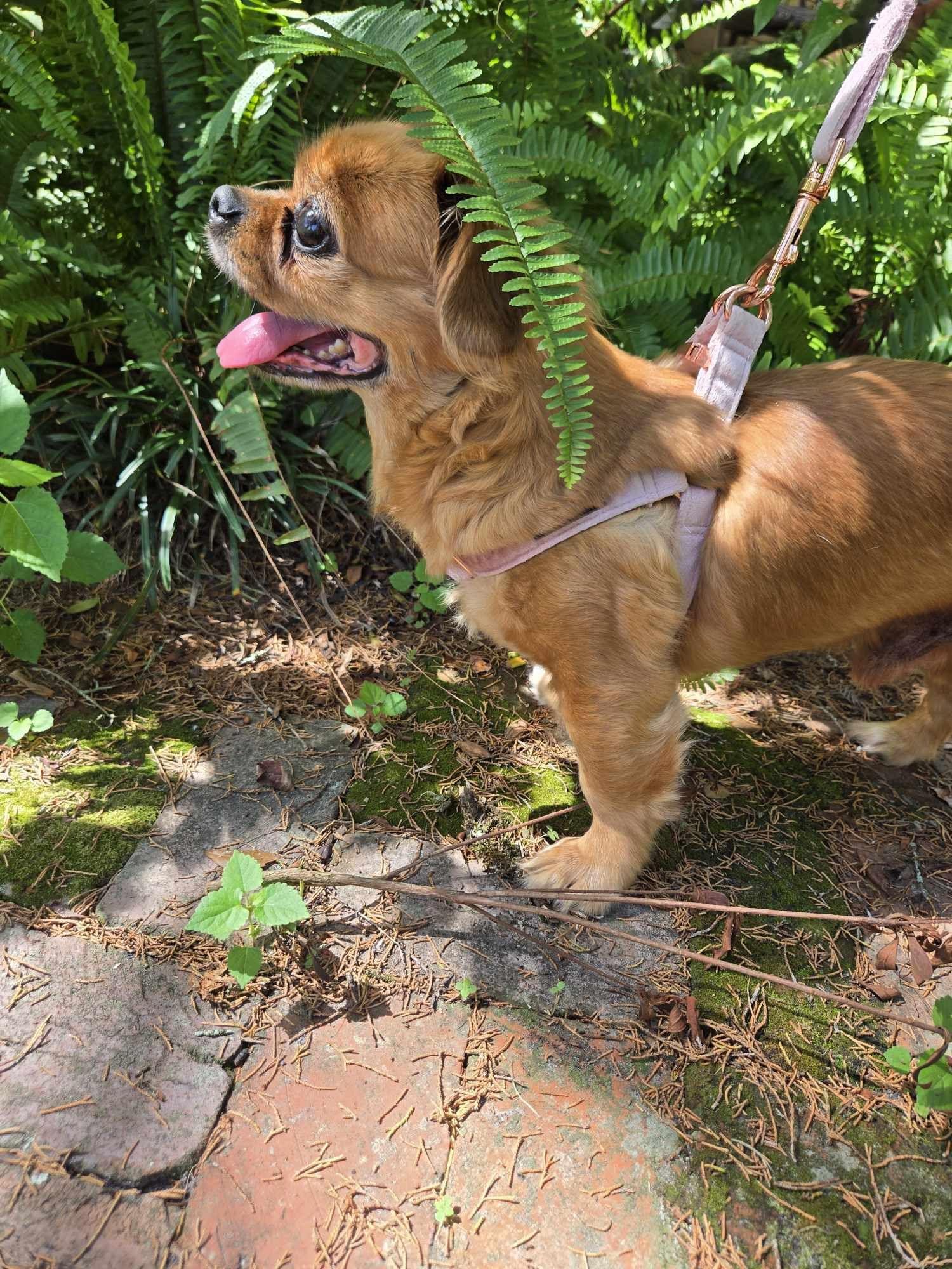 Archie, an adoptable Pekingese in Cape Coral, FL, 33914 | Photo Image 2