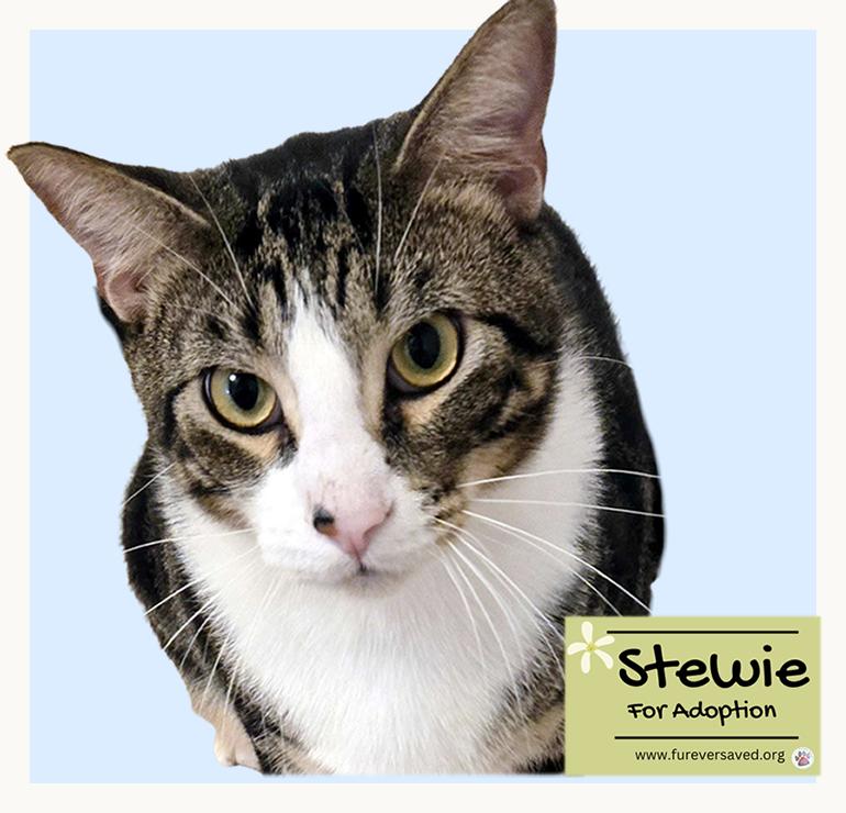 Enlarge Stewie, a Adoptable Domestic Short Hair in Miami, FL image 2/2