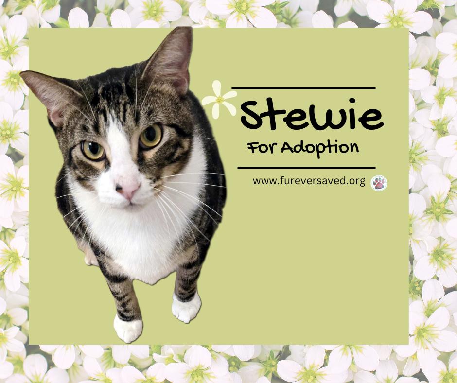 Stewie, Adoptable, Young Male Domestic Short Hair.