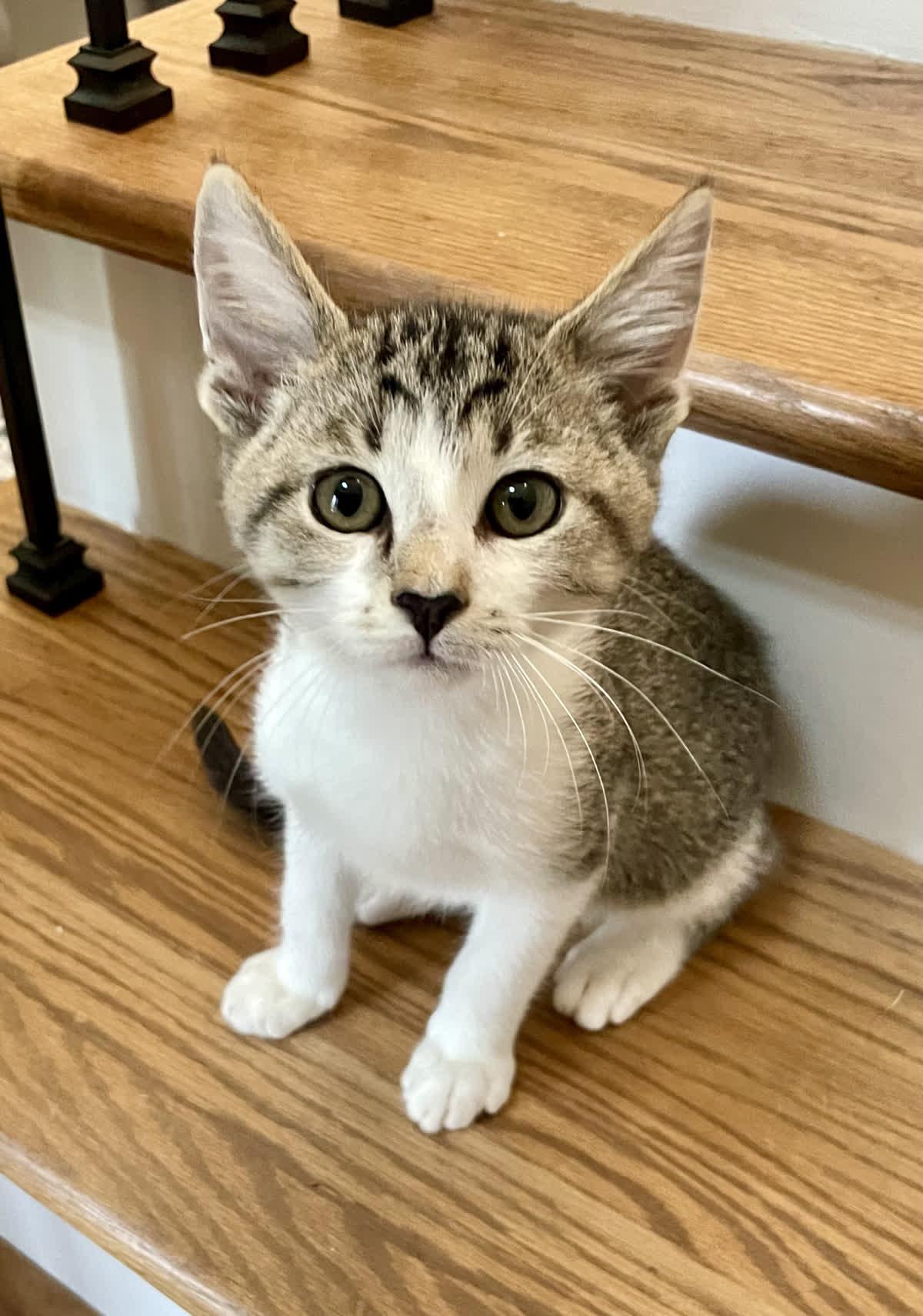 Elmer Fudd, adoptable, Kitten Male Domestic Short Hair.
