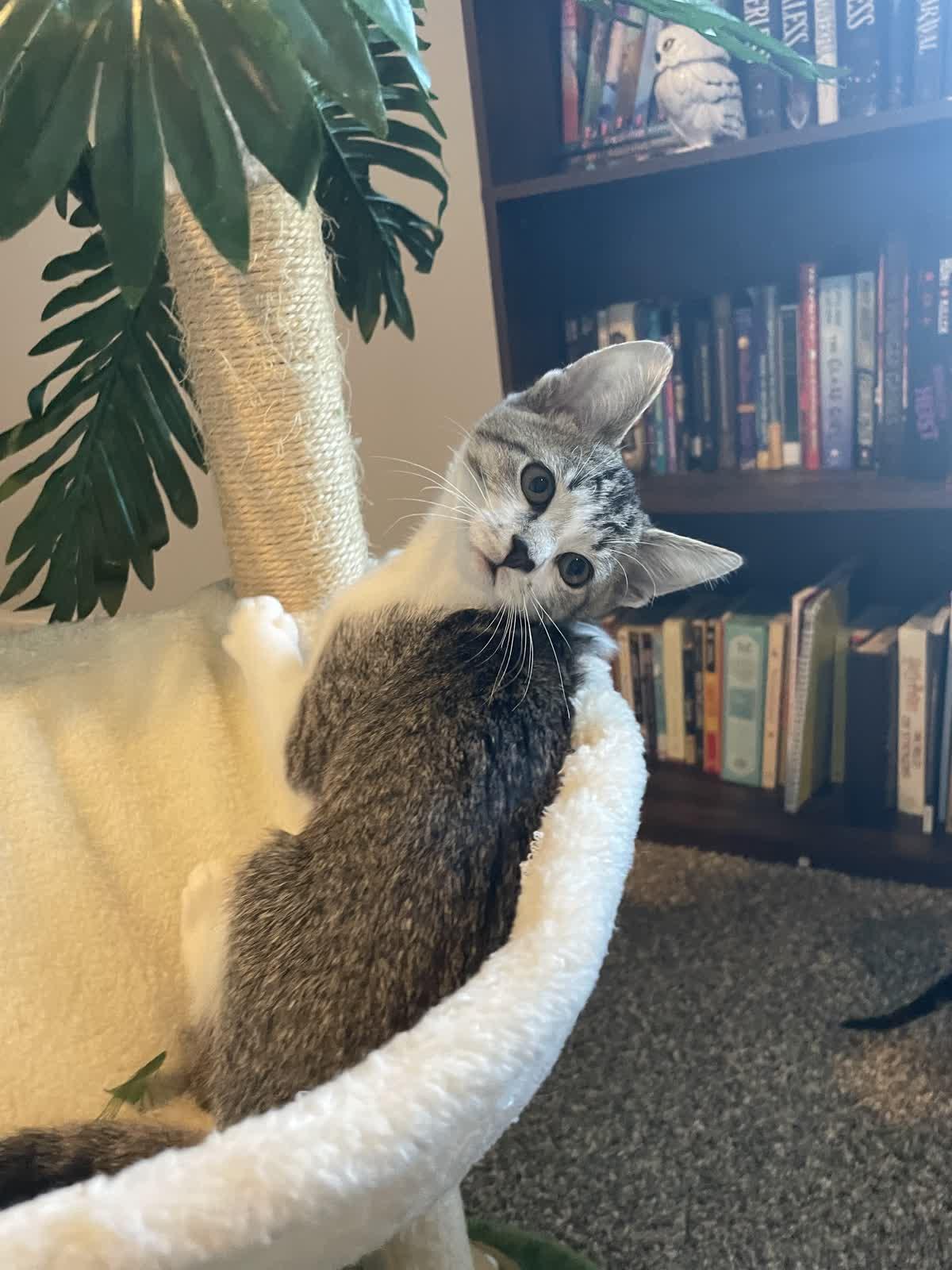 Enlarge Elmer Fudd, an adoptable Domestic Short Hair in Murfreesboro, TN image 2/6