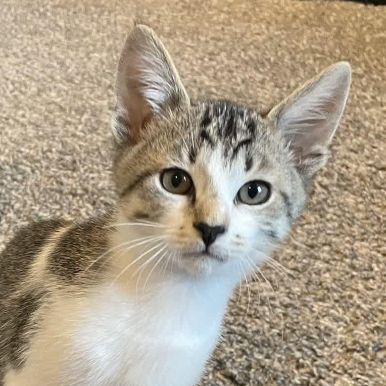 Enlarge Elmer Fudd, an adoptable Domestic Short Hair in Murfreesboro, TN image 3/6