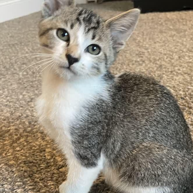 Enlarge Elmer Fudd, an adoptable Domestic Short Hair in Murfreesboro, TN image 4/6