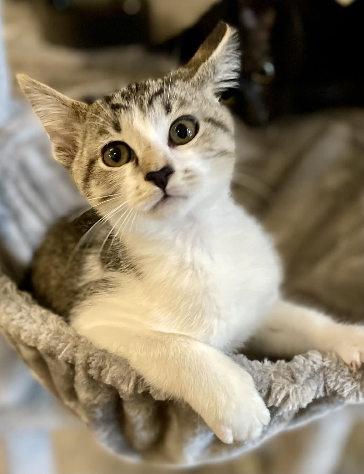 Enlarge Elmer Fudd, an adoptable Domestic Short Hair in Murfreesboro, TN image 6/6