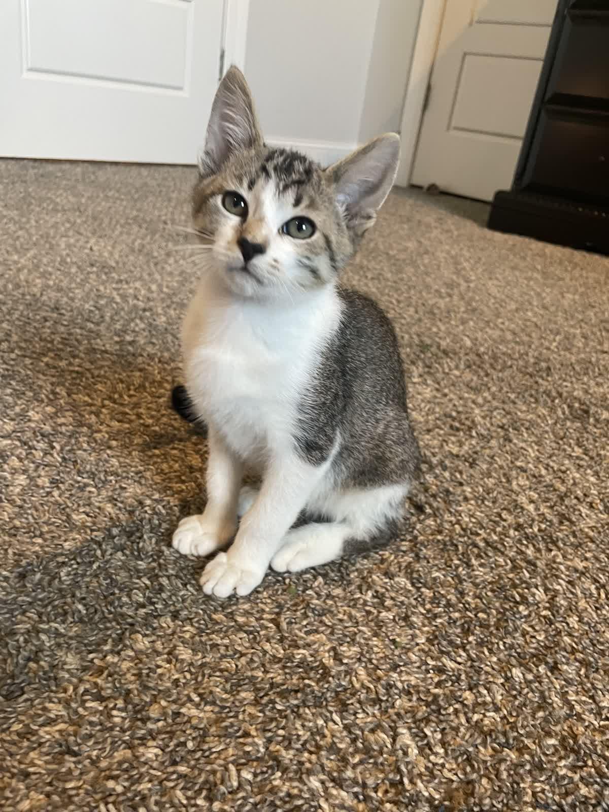 Enlarge Elmer Fudd, an adoptable Domestic Short Hair in Murfreesboro, TN image 5/6