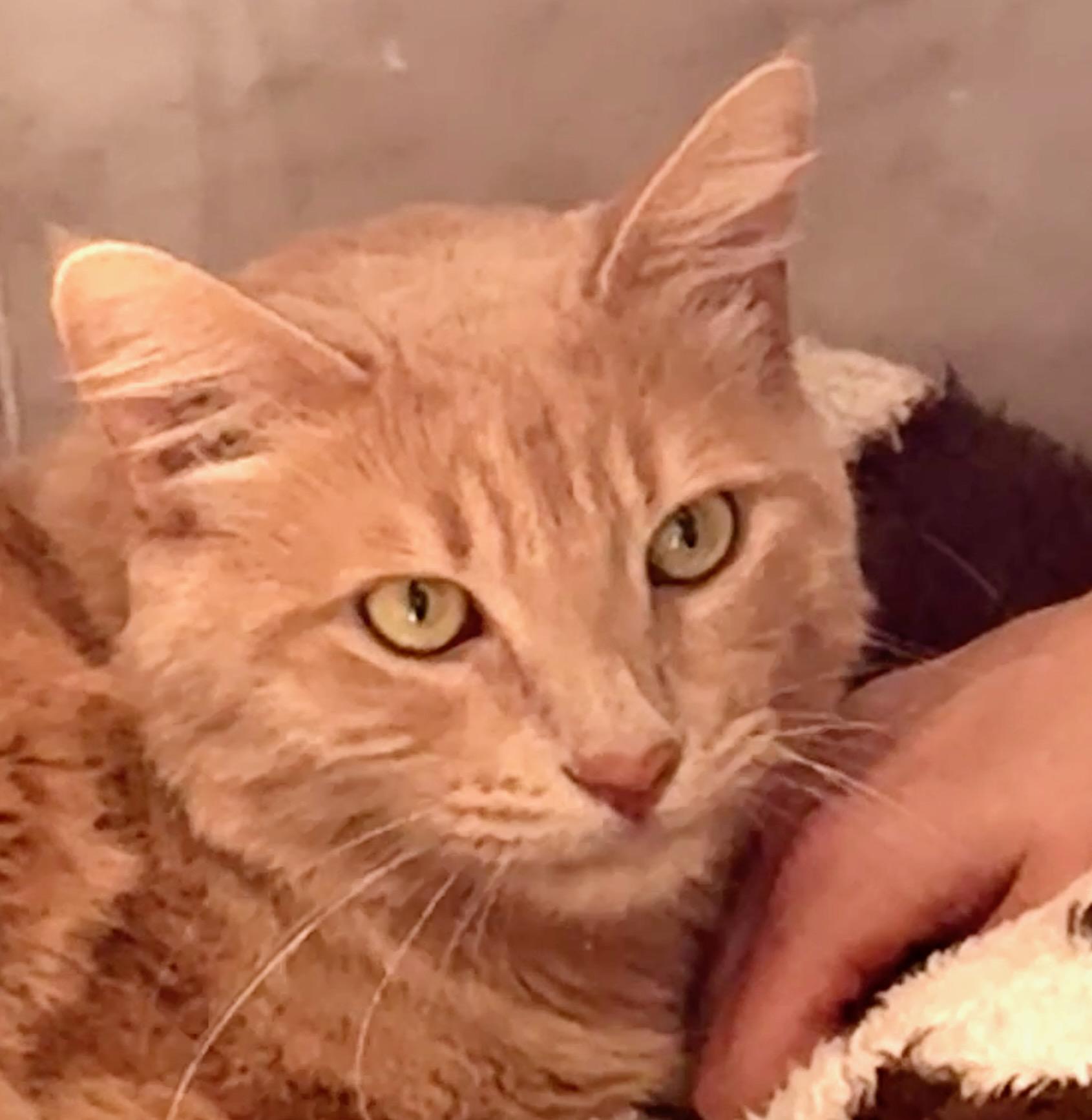 Whiskey, ADOPTABLE, Adult Male Maine Coon & Domestic Short Hair.
