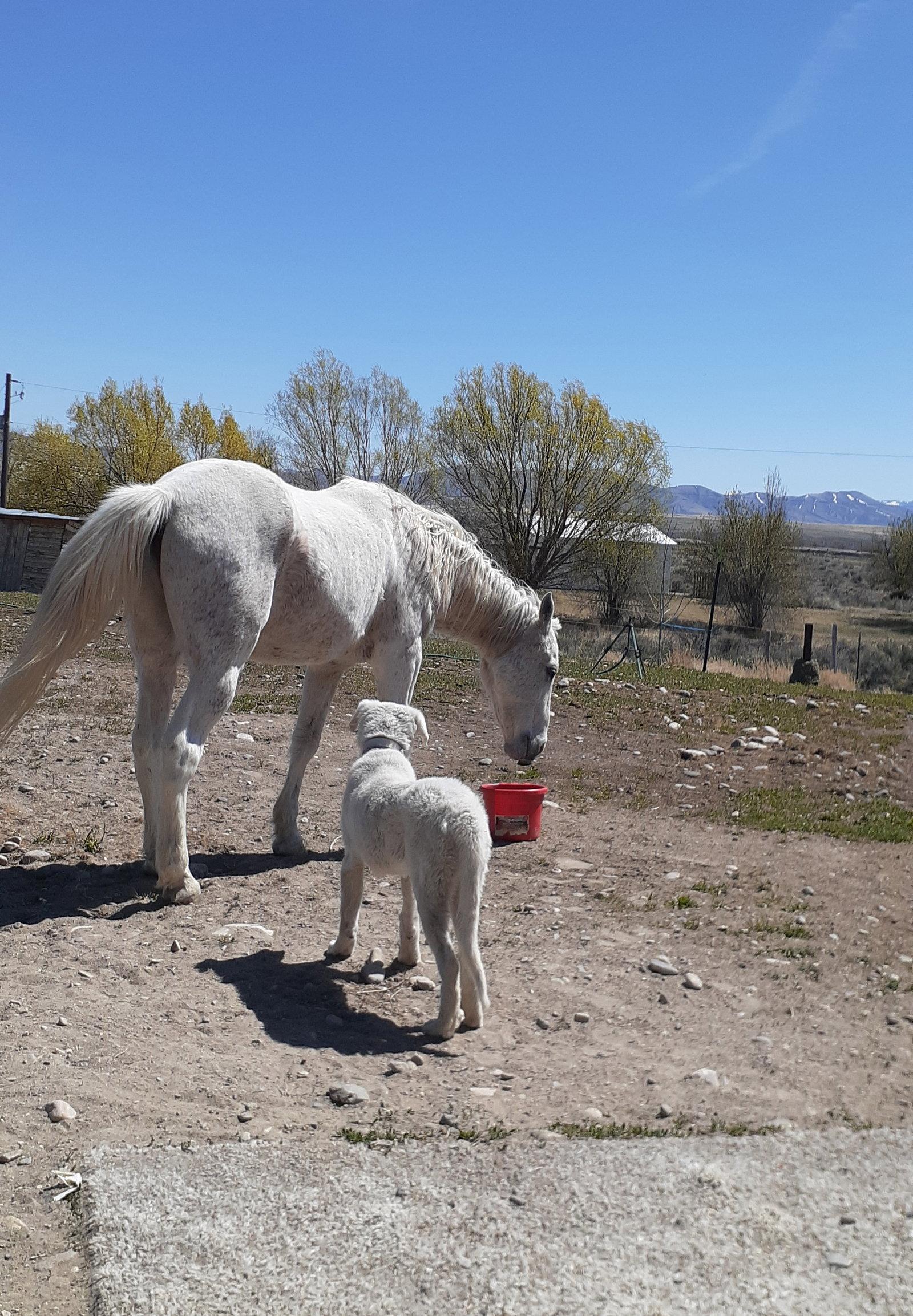 Enlarge Moose, a Adopted Great Pyrenees in Bountiful, UT image 1/3
