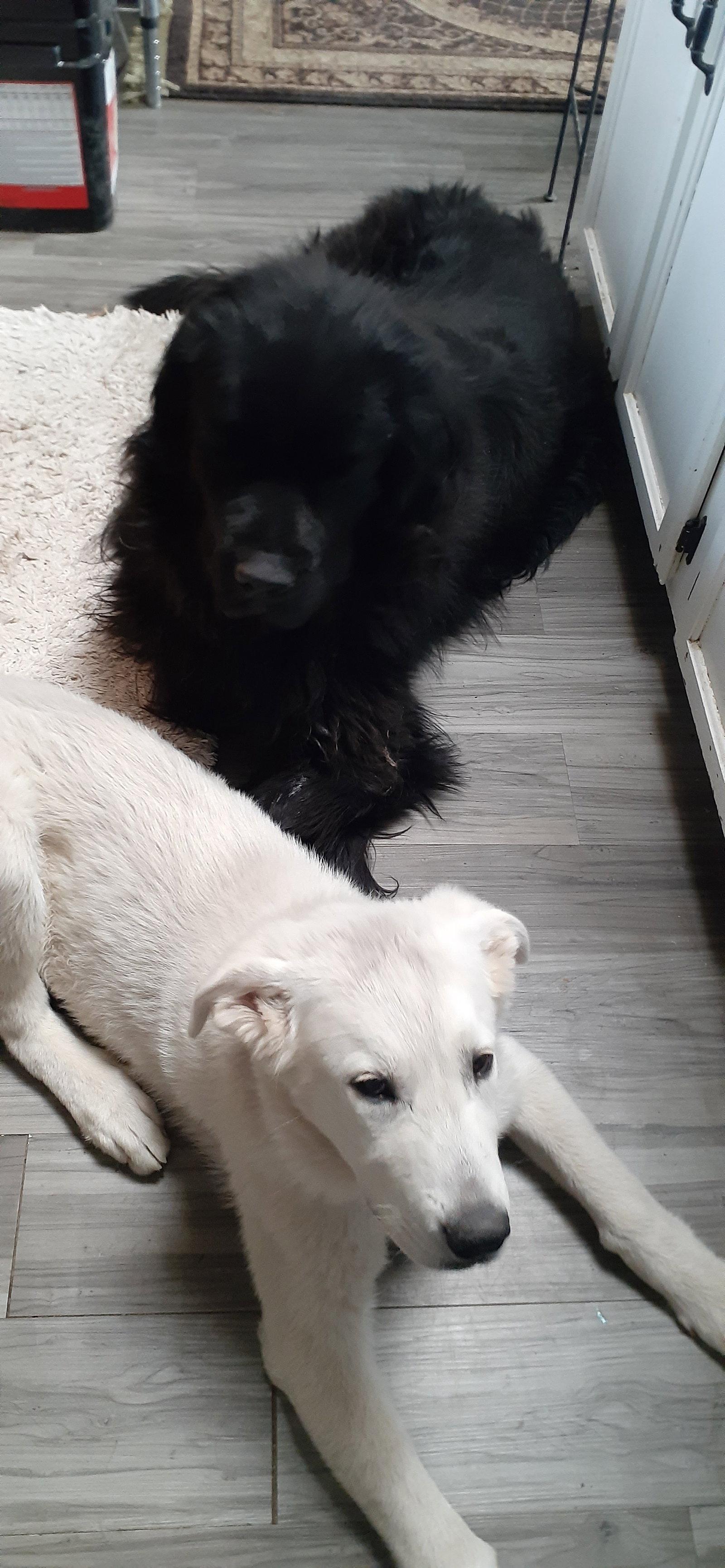 Enlarge Moose, a Adopted Great Pyrenees in Bountiful, UT image 2/3