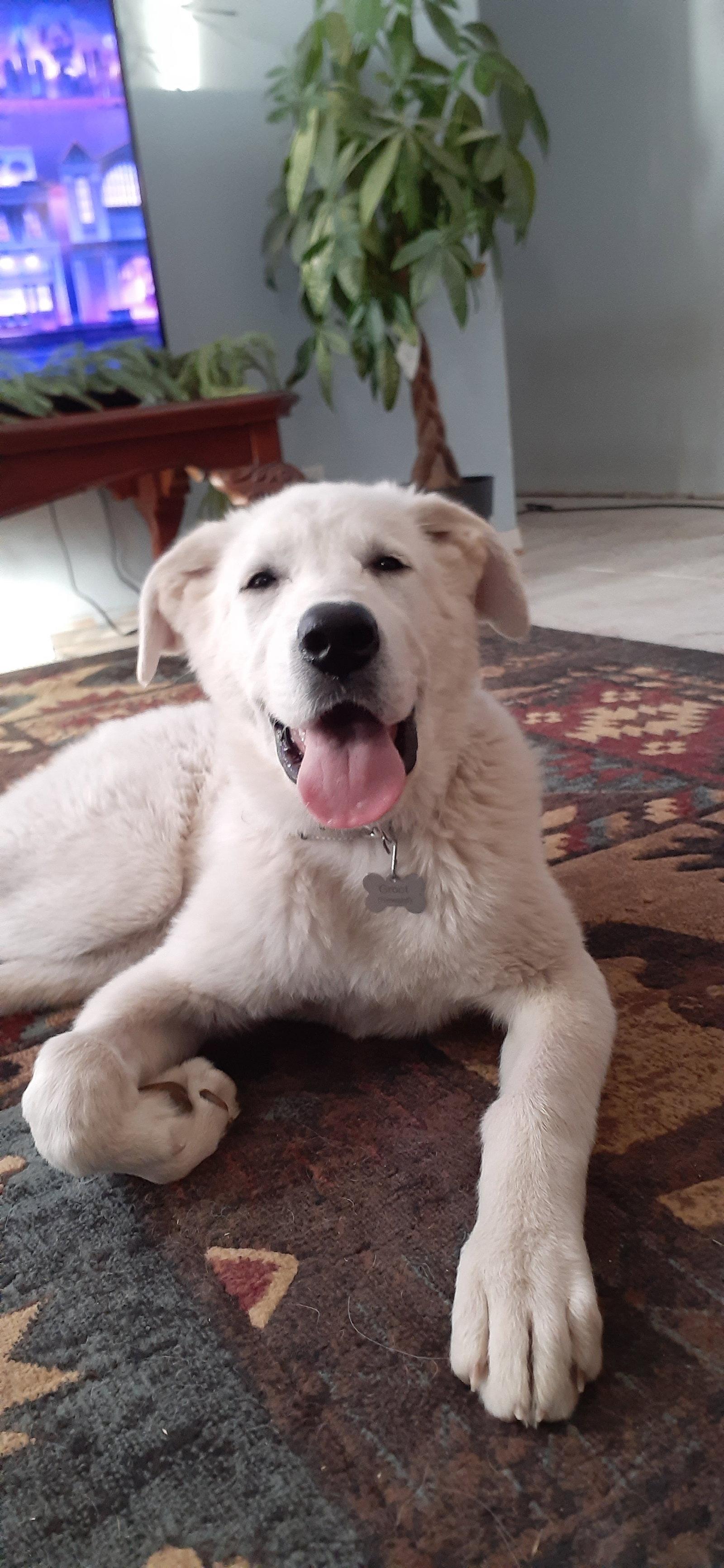 Enlarge Moose, a Adopted Great Pyrenees in Bountiful, UT image 3/3