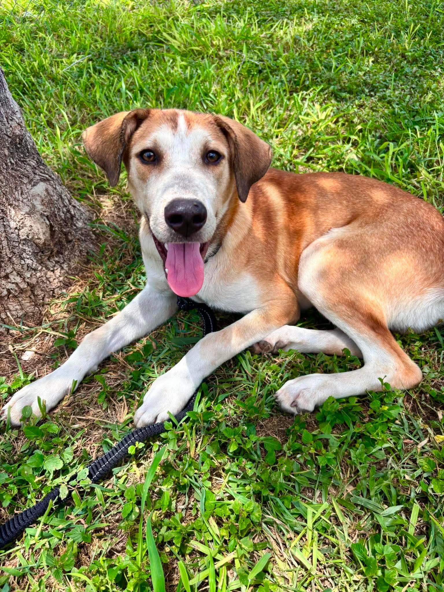 Enlarge Luke, a Adoptable mixed breed in Denver, CO image 3/5