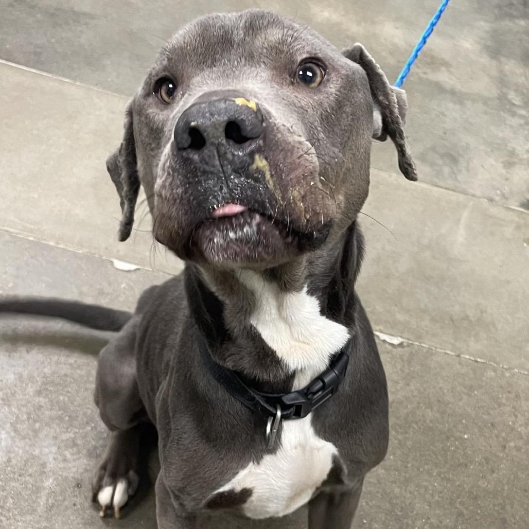 Oscar, Adoptable, Adult Male Mixed Breed.