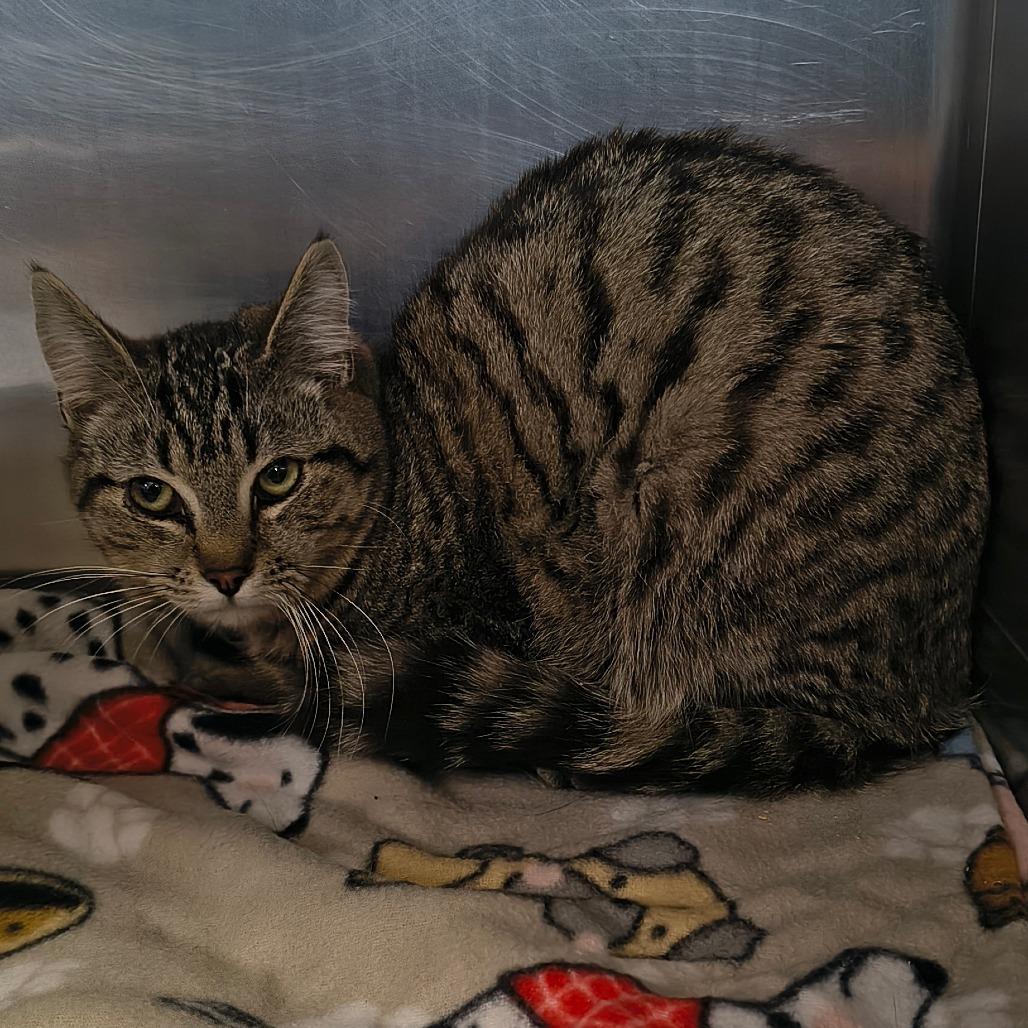 Lucky, Adoptable, Young Male Domestic Short Hair.