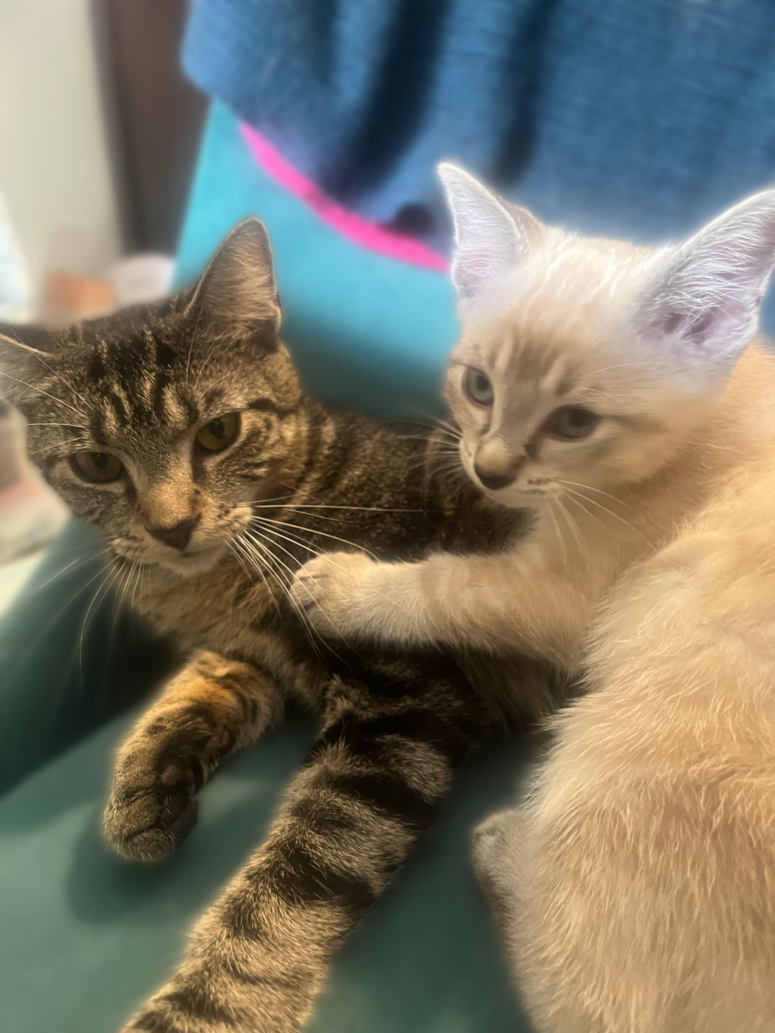 Screaming Marshmallow (bonded to Gummy Bear), an adopted Domestic Short Hair in Long Island City, NY image 4/6