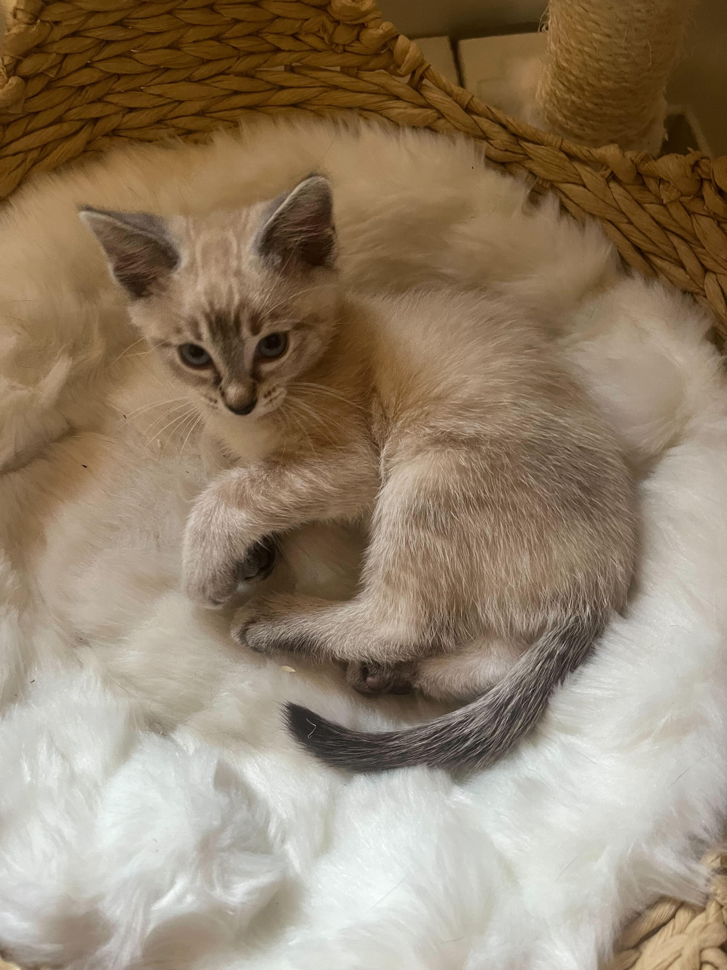 Screaming Marshmallow (bonded to Gummy Bear), an adopted Domestic Short Hair in Long Island City, NY image 5/6