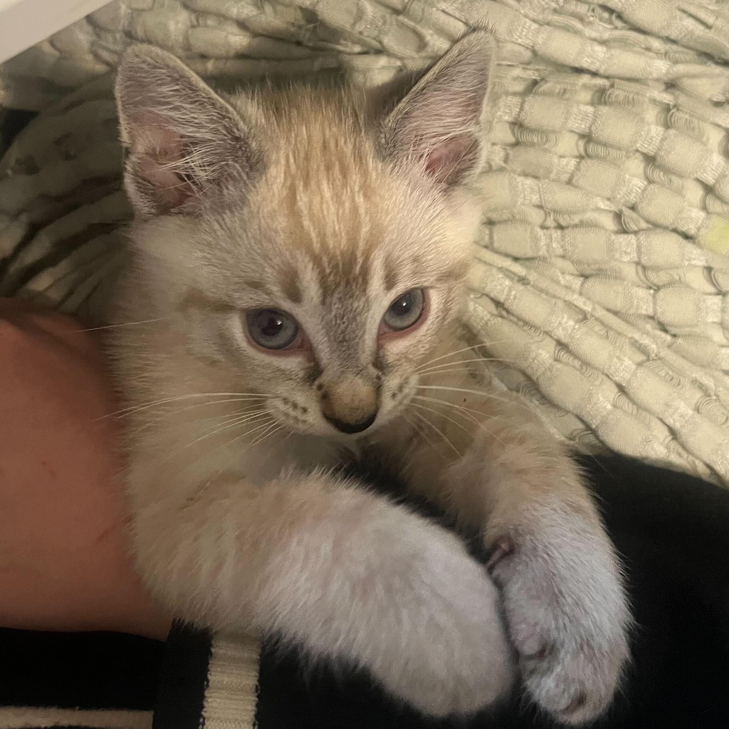 Screaming Marshmallow (bonded to Gummy Bear), an adopted Domestic Short Hair in Long Island City, NY image 1/6