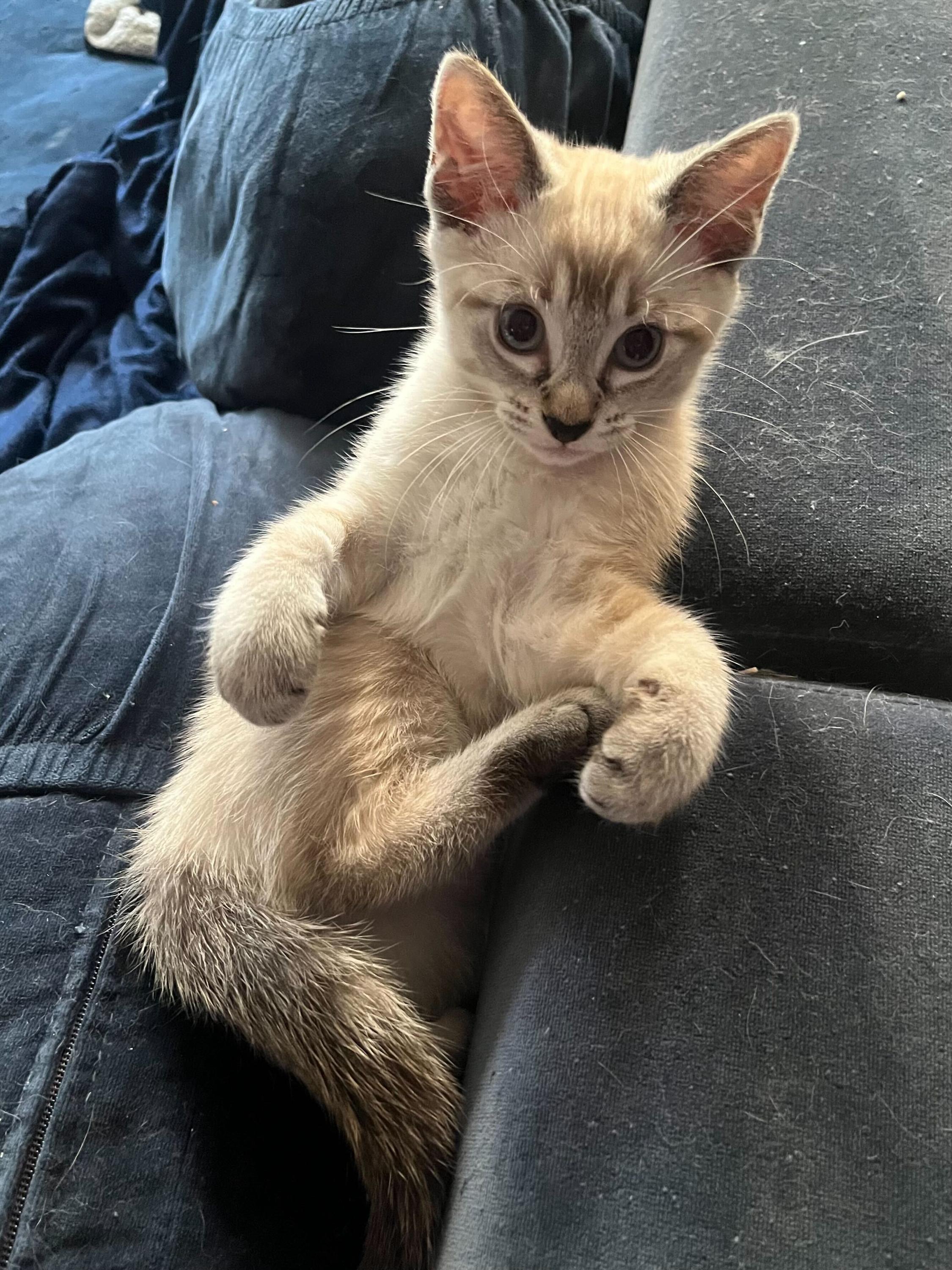 Screaming Marshmallow (bonded to Gummy Bear), an adopted Domestic Short Hair in Long Island City, NY image 6/6