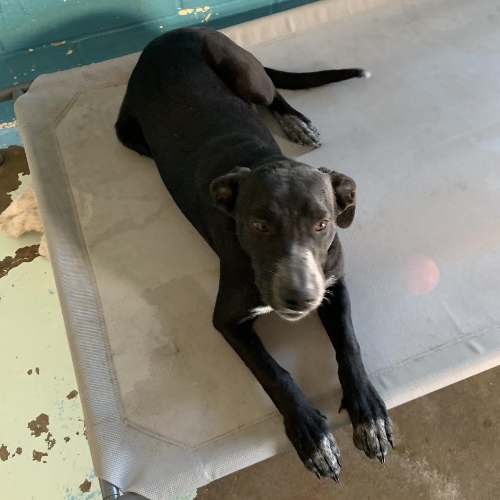 Luna, Adoptable, Young Female Australian Cattle Dog / Blue Heeler.