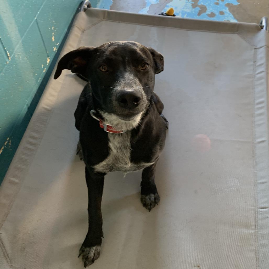 Enlarge Luna, a Adoptable Australian Cattle Dog / Blue Heeler in Hearne, TX image 2/2