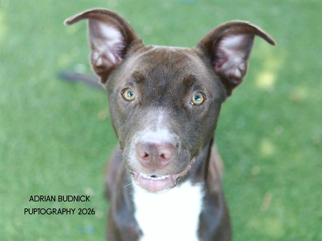 Enlarge Binky, a ADOPTABLE Mixed Breed in Nashville, TN image 1/1