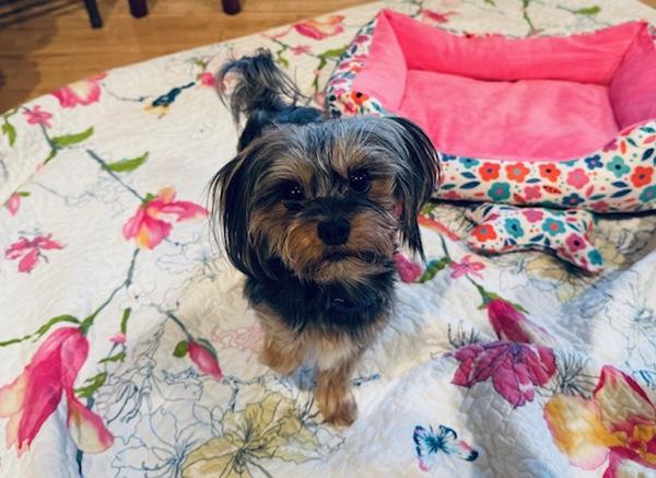 Peter, Adoptable, Adult Male Yorkshire Terrier.