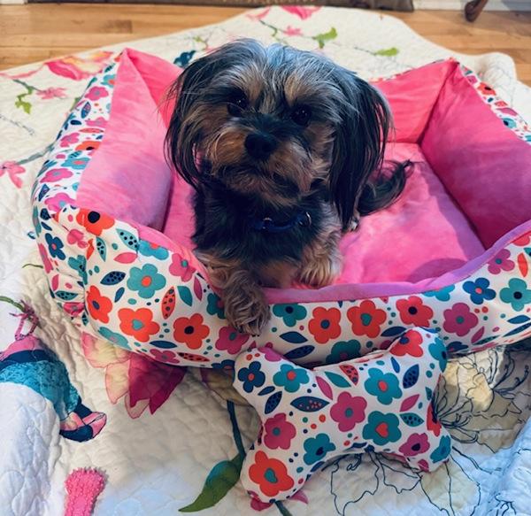 Peter, a Adoptable mixed breed in Oakland, NJ image 2/3