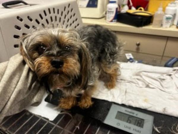 Peter, Adoptable, Adult Male Yorkshire Terrier.