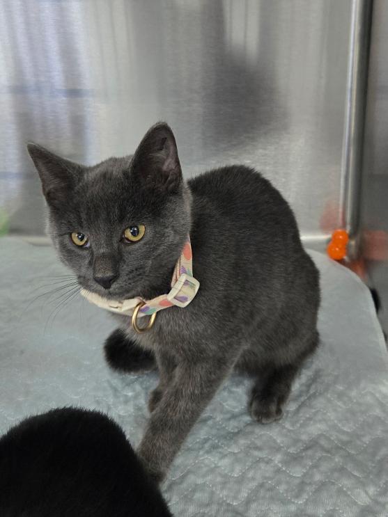 Curry, ADOPTABLE, Young Male Domestic Short Hair.