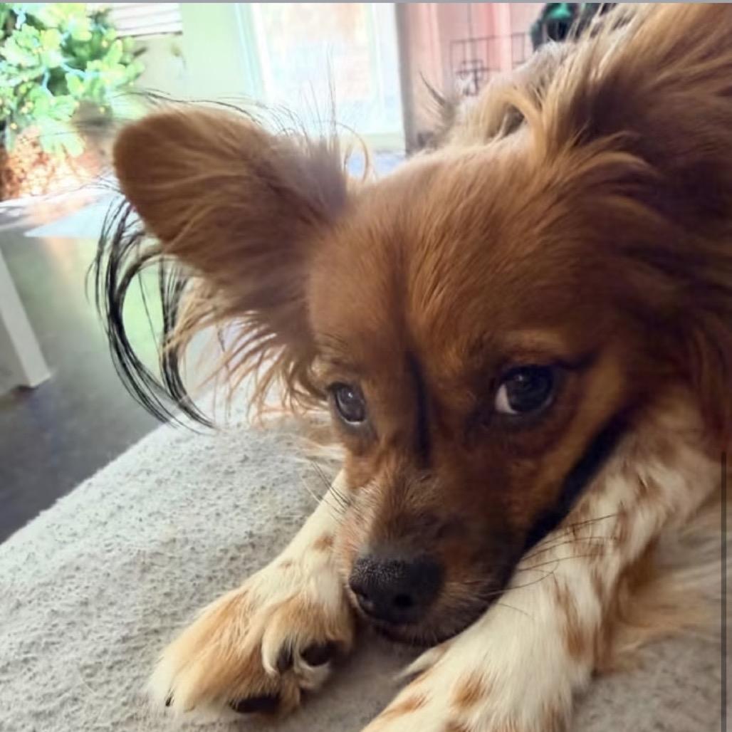Dash, Adoptable, Adult Male Papillon & Mixed Breed.