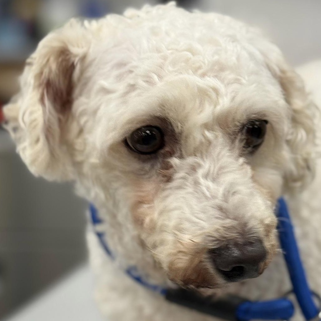 Enlarge IRENA, a Adoptable Bichon Frise in Ashland, OH image 1/4