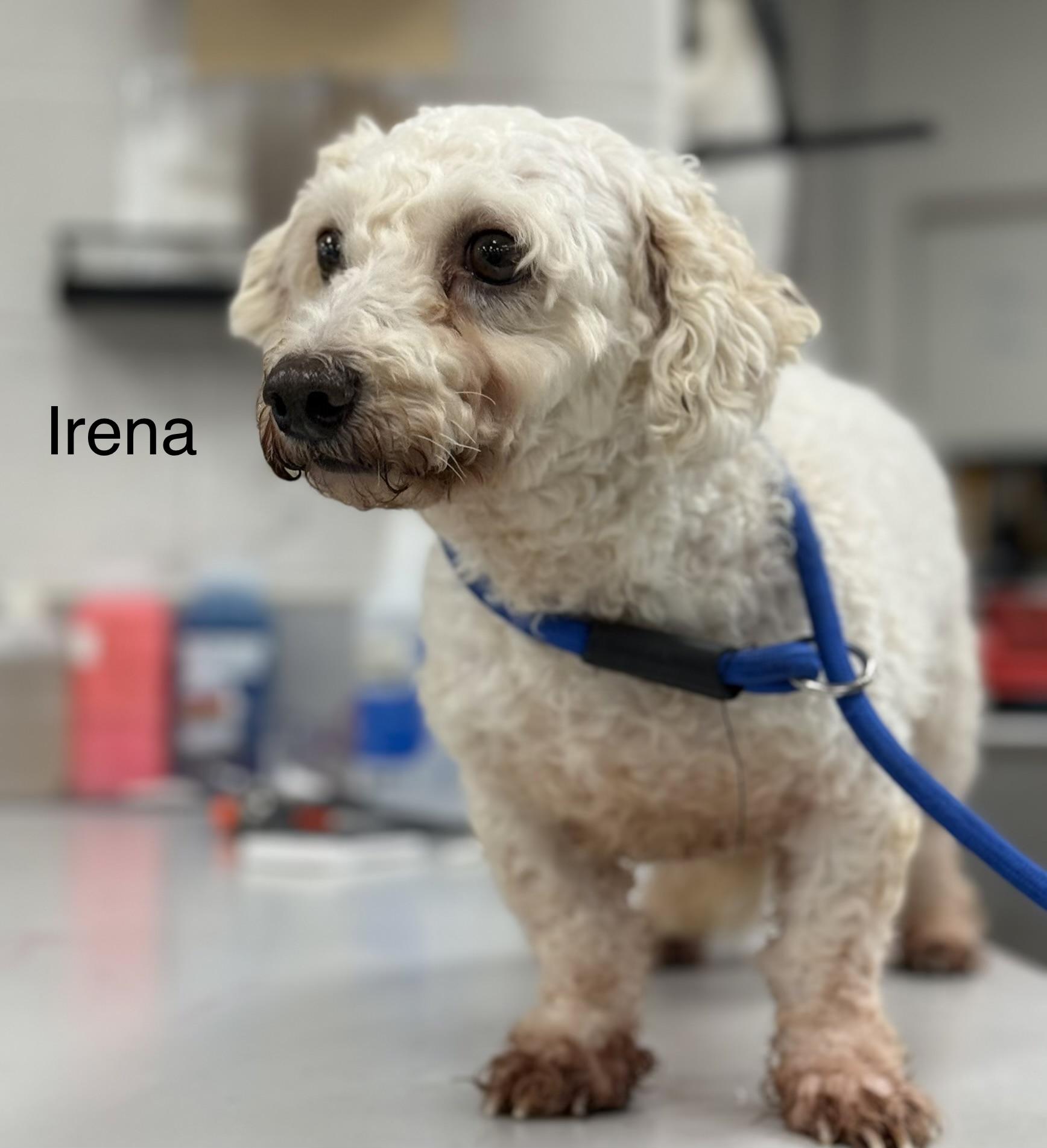 Enlarge IRENA, a Adoptable Bichon Frise in Ashland, OH image 3/4