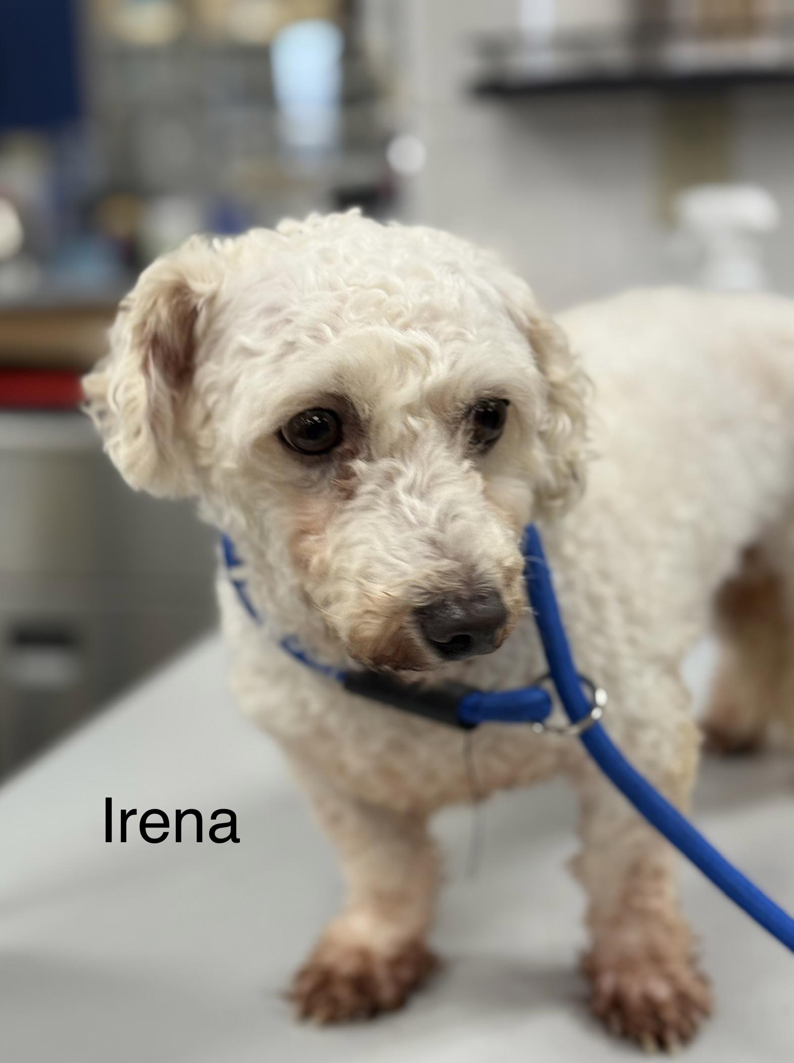 Enlarge IRENA, a Adoptable Bichon Frise in Ashland, OH image 2/4