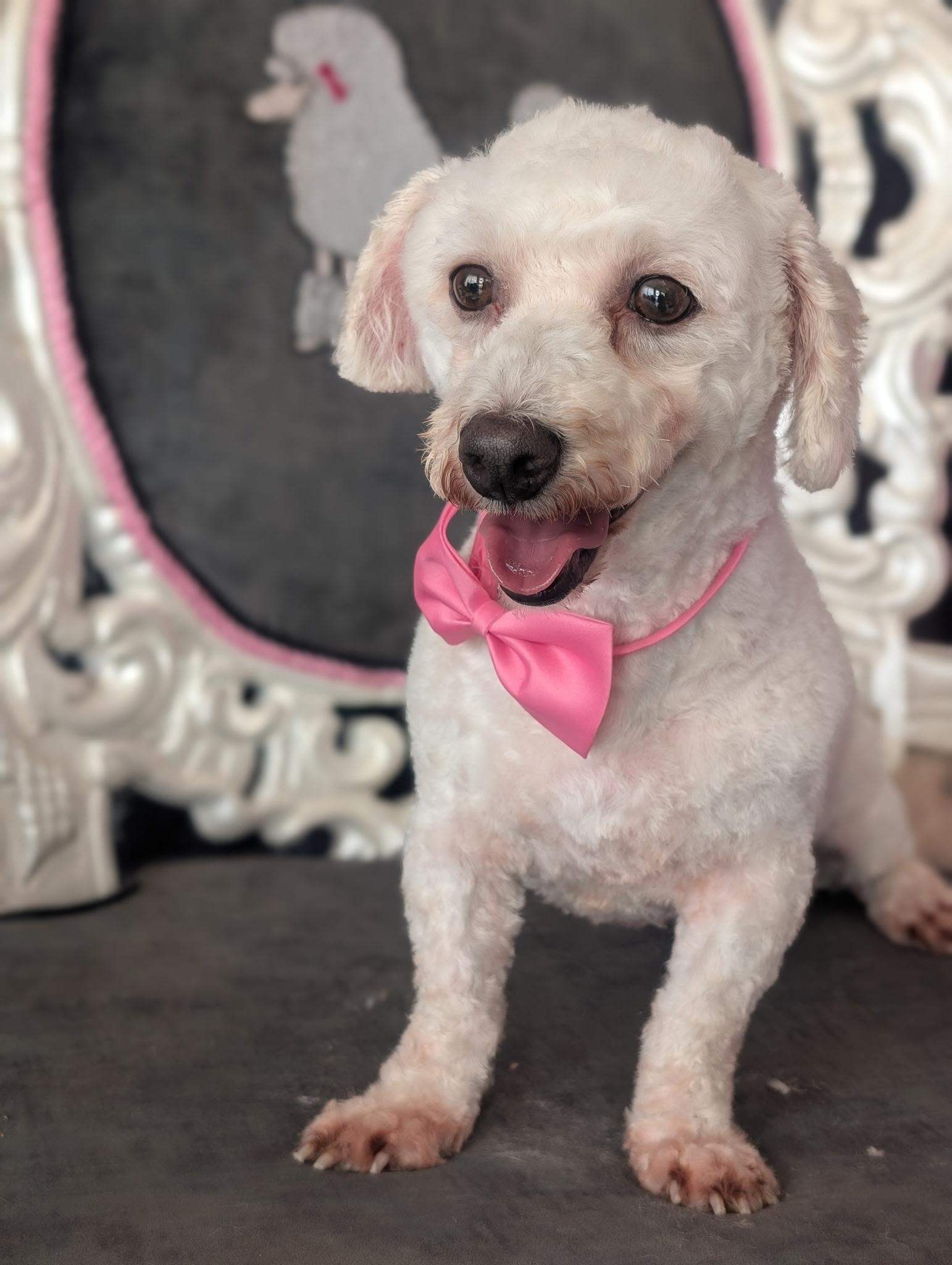 IRENA ~ VIDEO ~ UPDATED 3/6, Adoptable, Adult Female Bichon Frise.